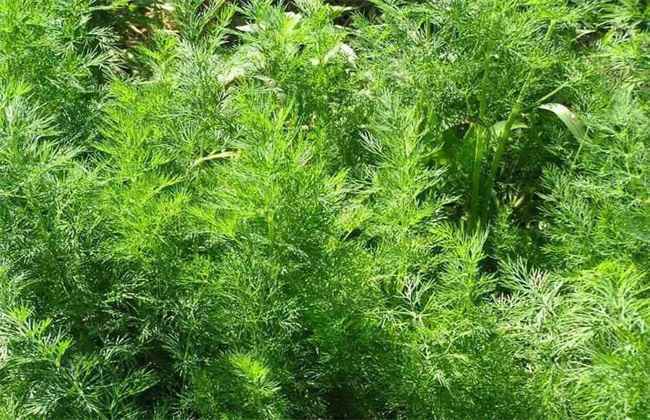 茴香 田间管理 茴香种植管理
