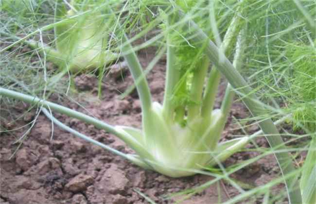茴香 田间管理 茴香种植管理