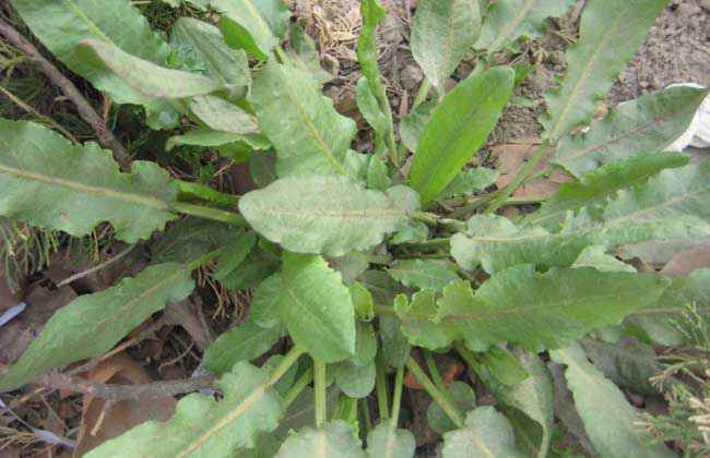 野菠菜