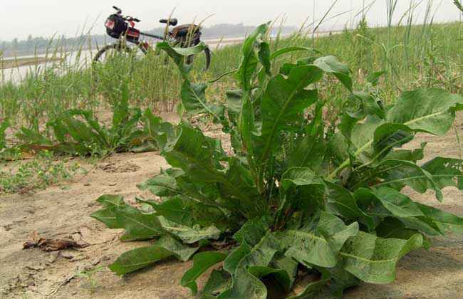 野菠菜