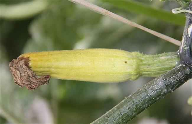 西葫芦化瓜原因 西葫芦化瓜