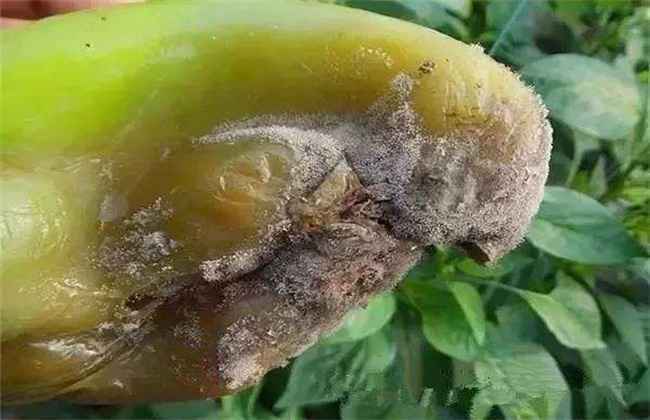 青椒烂果原因及防治方法