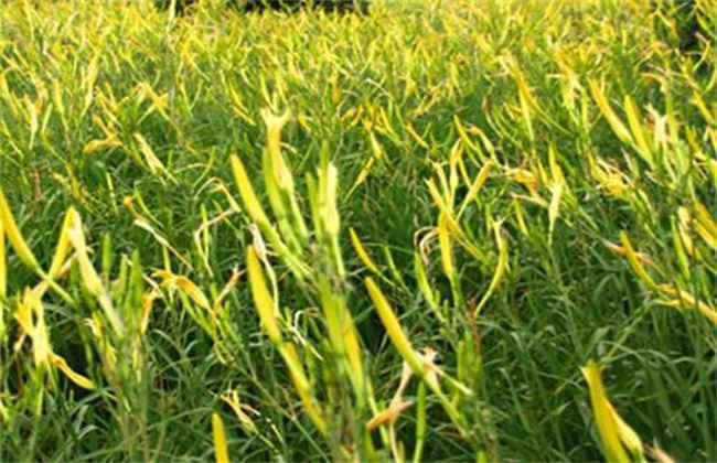 金针菜 栽培技术 种植方法