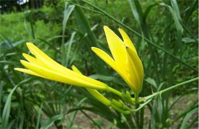 金针菜 栽培技术 种植方法