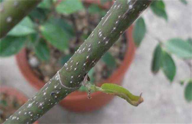 介壳虫