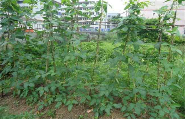 豆角不开花原因及解决方法