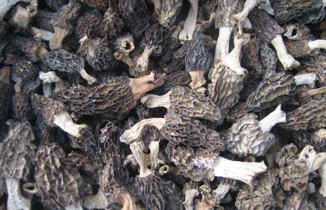 羊肚菌有毒吗