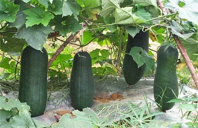 冬瓜 生长条件 生长环境