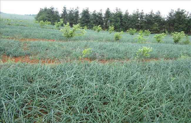 藠头 种植条件 种植环境