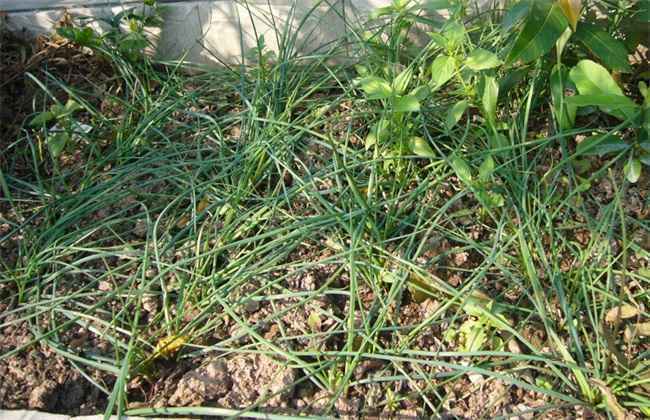 藠头 种植条件 种植环境