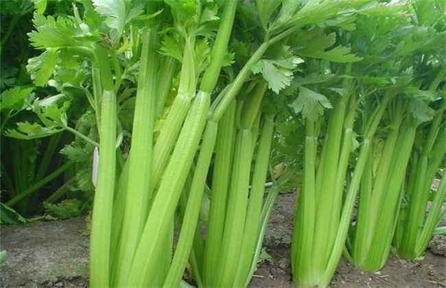 夏季芹菜 芹菜种植 注意事项