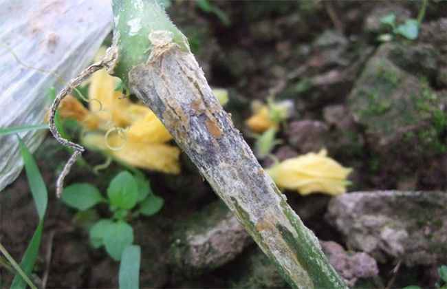 黄瓜烂头原因及防治方法