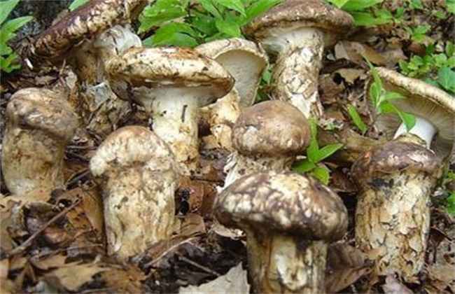 菇螨症状和防治方法