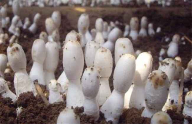 菇螨症状和防治方法