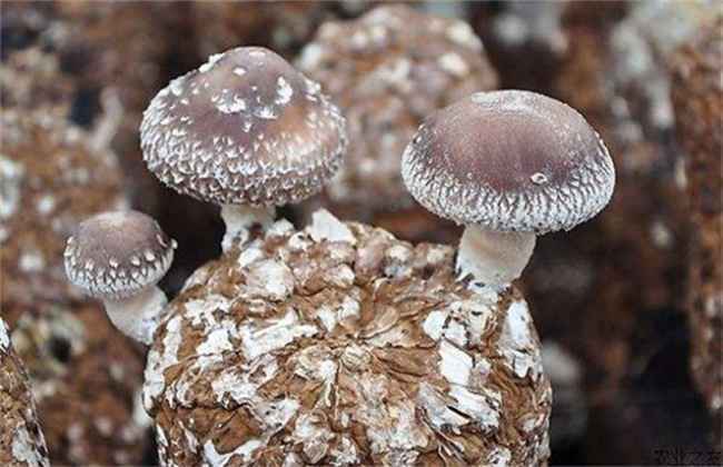菇螨症状和防治方法