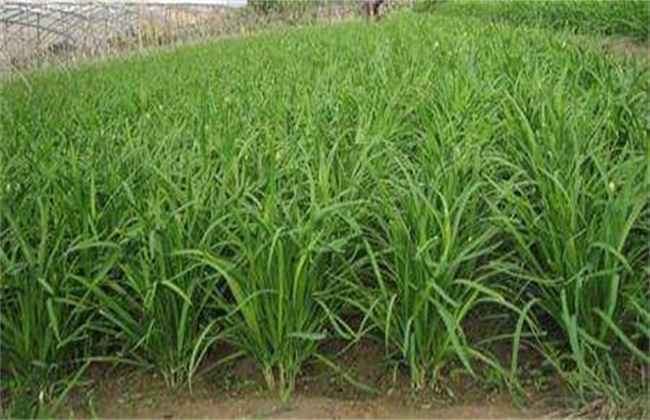 夏季种植韭菜注意事项