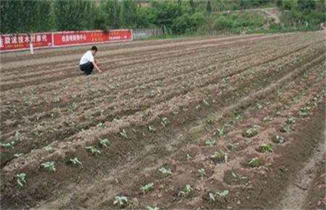 豇豆 定植后 如何管理