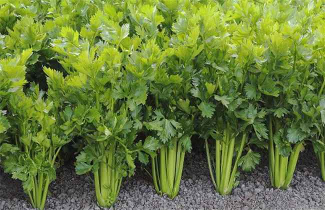 西芹 田间管理 技术要点