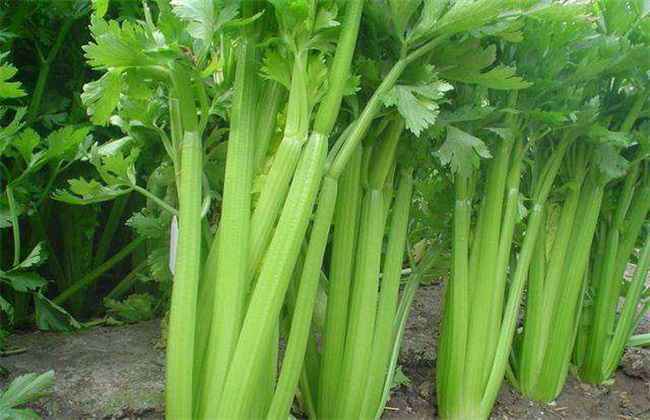 西芹 田间管理 技术要点