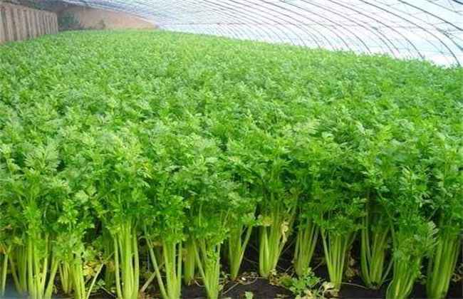 西芹 种植技术 种植方法