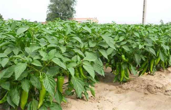 尖椒 种植技术 种植管理