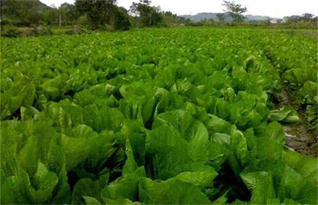 芥菜抽薹原因及防治措施