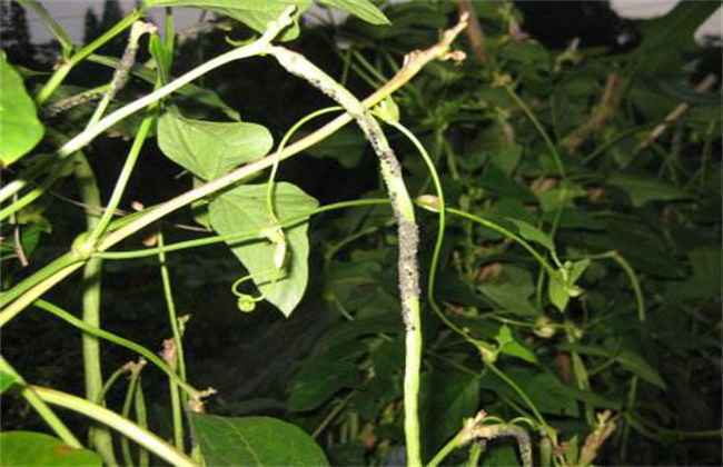 豆角蚜虫防治方法
