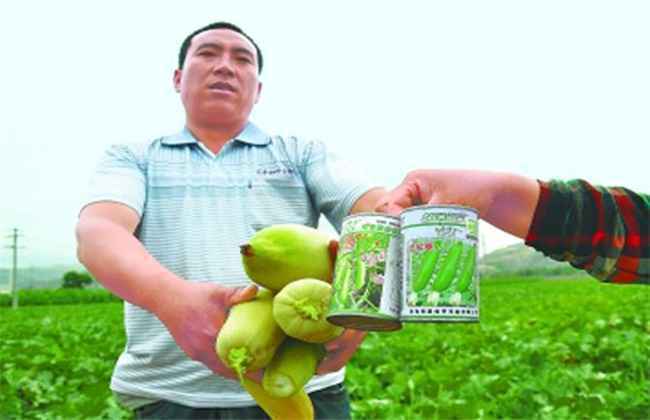 西葫芦畸形瓜的原因及防治方法