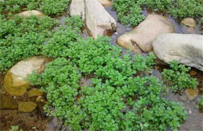 西洋菜种植注意事项