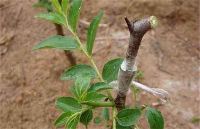 枣树 繁殖方法 繁殖技术