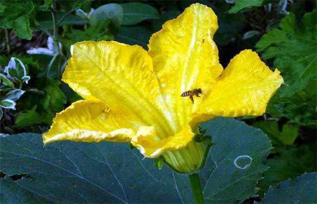 南瓜落花落果原因及防治措施
