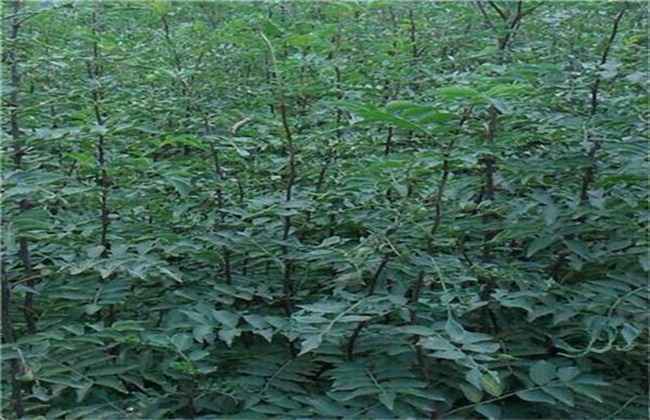 花椒苗期管理技术