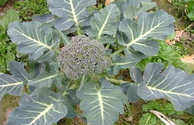 西兰花 栽培 技术要点