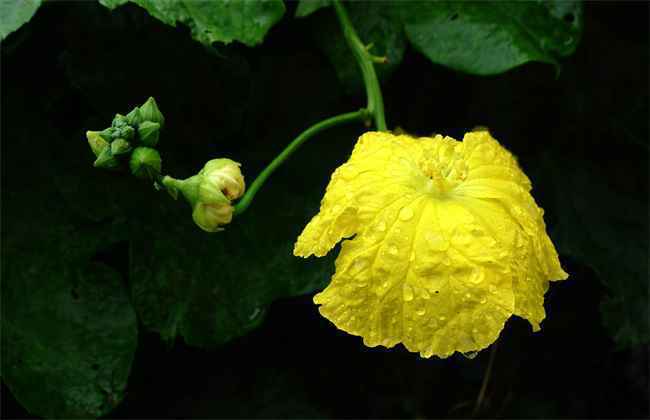 开花