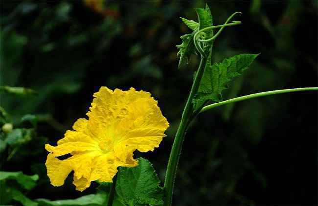 盛花