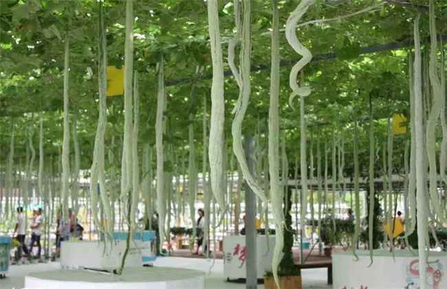 蛇瓜种植注意事项