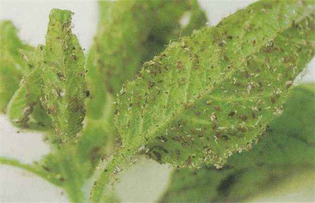 菠菜蚜虫怎么防治