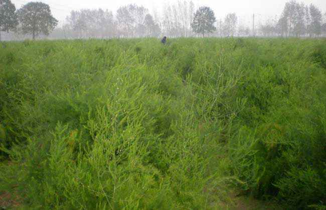 芦笋的种植时间及种植常见问题