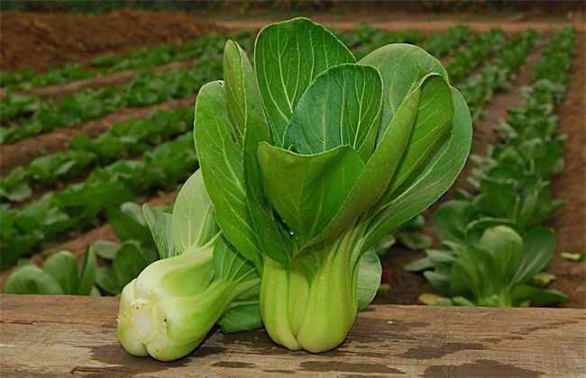 油菜 注意事项 种植