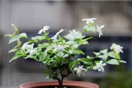 茉莉 茉莉