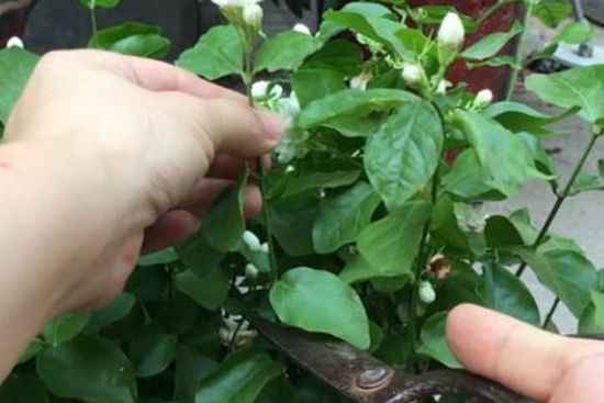 茉莉 茉莉