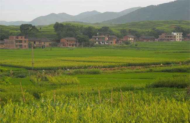 黄花菜 育苗 技术
