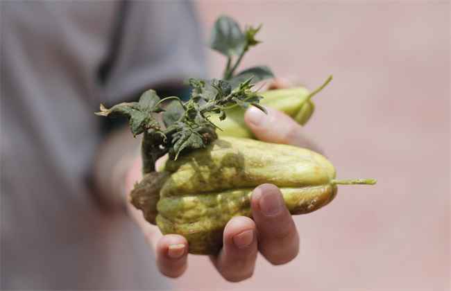 佛手瓜 繁殖 方法