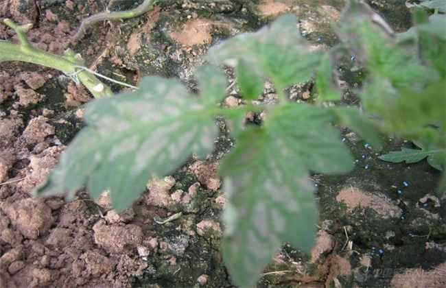 西红柿药害