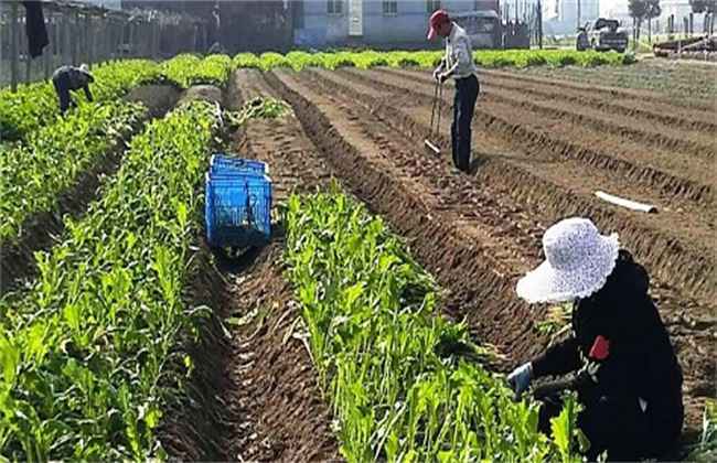 榨菜移栽技术和留种要点
