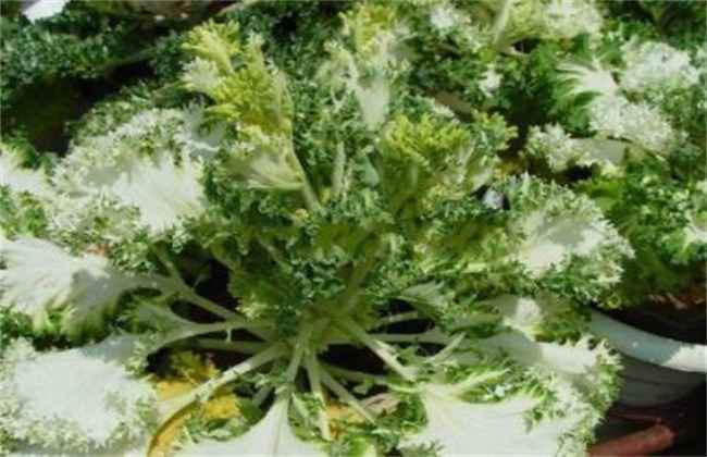 甘蓝抽薹原因及预防方法