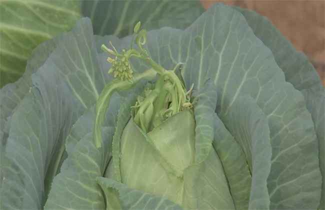 甘蓝抽薹原因及预防方法