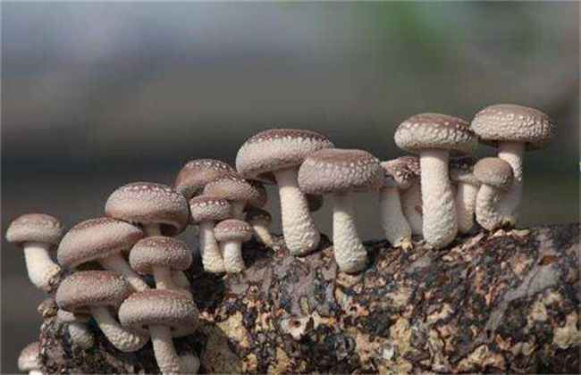 香菇 种植 技术