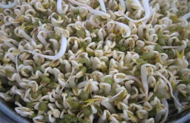 豆芽