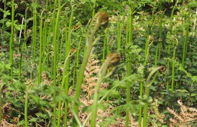 蕨菜 田间管理 要点